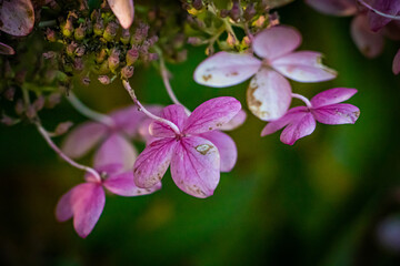 Hydrangea