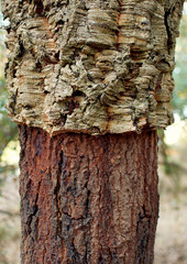 vertical shot of the trunk of a tree