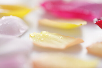 水滴の付いたバラの花びら