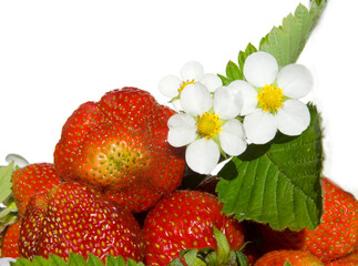 fresh strawberry fruits and flowers