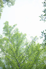 Fototapeta premium 新緑の葉と空