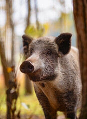Fototapeta premium Wild boar portrait 