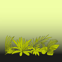 Gradient square border background with tropical epiphytes