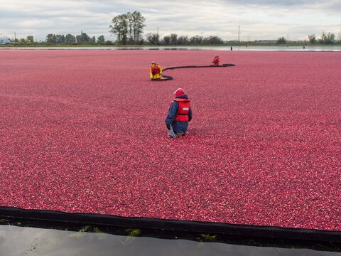 Cranberry bog during harvesting in the fall