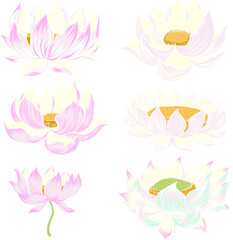 Naklejka na ściany i meble Buddha's flower.Hand drawn Lotus flower isolate on white background. Thai flower and Budhism symbol.