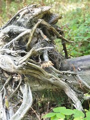 root of tree