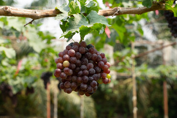 bunch of grapes,Bunch of grapes in the vineyards,Autumn grapevine in Vineyards, New vintage wine background concept,A bunch of grapes