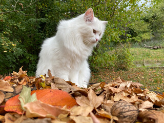Naklejka na ściany i meble Zwischen bunten Blättern sitzt eine schöne flauschige Katze