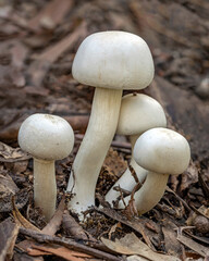 A cluster of Agaricus xanthodermus fungi - NSW, Australia