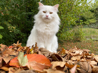 Naklejka na ściany i meble Weiße Katze mit langen flauschigen Fell, sitzt zwischen bunten Blättern