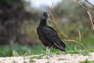 Black vulture in the Pantanal, Brazil