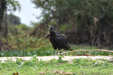 Black vulture in the Pantanal, Brazil