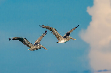 Pelican 