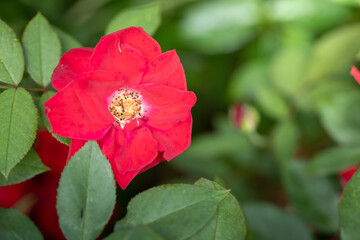 Roses in the garden