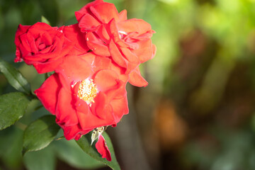 Roses in the garden