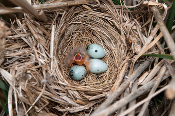 Red-winged blackbird hatchling begging for food in the nest