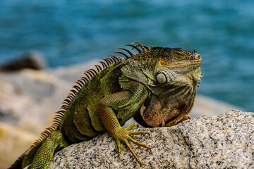Fototapeta premium Iguana reptilian, exotic wild dragon. Lizards Halloween.