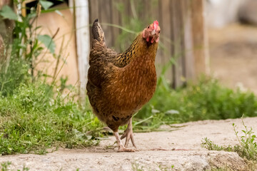 chicken rooster in the farm