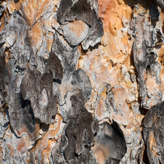 Surface of a pine bark