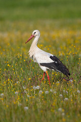 White Stork (Ciconia ciconia) adult in blooming meadow, Baden-Wuerttemberg, Germany