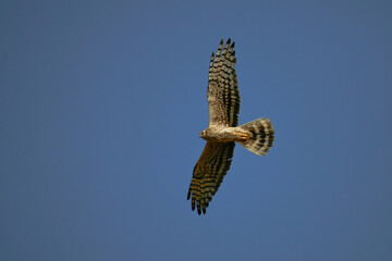 Montagu's Harrier (Circus pygargus) female flying in blue sky, Lleida, Spain