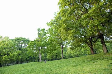 公園の樹木と芝