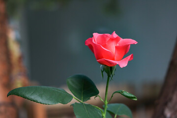 close up of a coral pink rose bloom