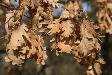 Dry ocher oak leaves hanging 
