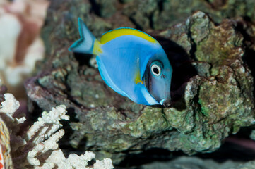 Fototapeta na wymiar Powder Blue Tang with coral in aquarium