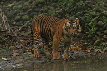 tiger in the water