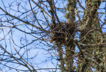 Detail of an empty bird's nest, on top of an oak tree