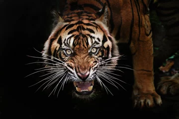 Keuken spatwand met foto portrait of a tiger © pito