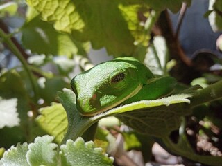 frog on a leaf