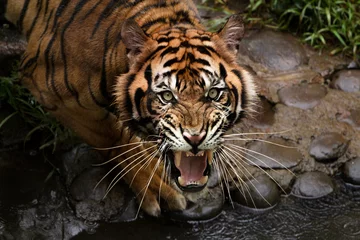 Rolgordijnen portrait of a tiger © pito