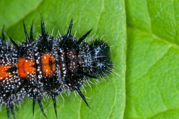 Closeup of a Mourning Cloak caterpillar on green plant