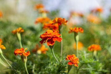 Orange flowers with bokeh background. Copy sapce