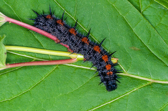 Closeup of a Mourning Cloak caterpillar on green plant