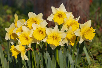 Narzissen mit hellgelben Kronblättern und gelber Nebenkrone im Frühling