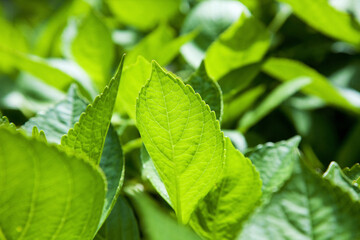 アジサイの若葉