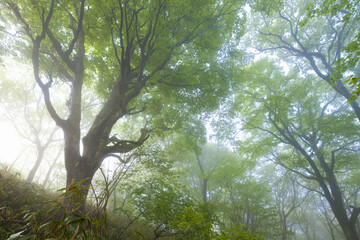 朝もやのブナ林
