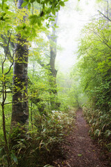 ブナ林の山道