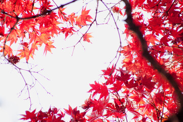 赤く色づくモミジを見上げる	