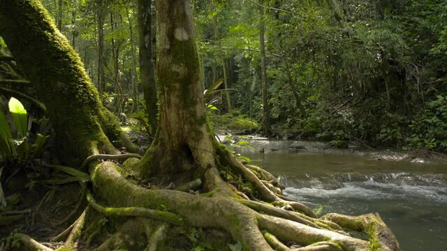 The tree grows in lush foliage forest near a stream slowly flowing over the rock under sunlight during rainy season. Phang Nga Province. Thailand.