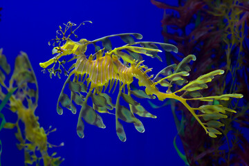 Yellow Sea dragon