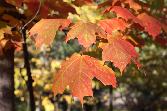 Red sugar maple leaves at Miami Woods in Morton Grove, Illinois