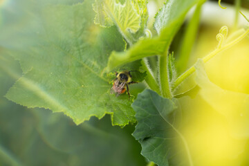 Bumble bee on plant soft sunlight