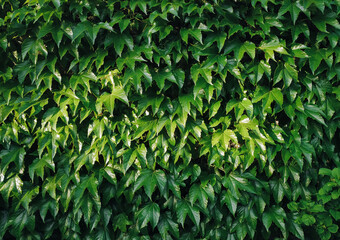Many green wild grape leaves. Natural background.