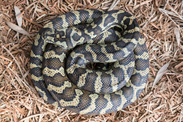 Australian Carpet Python curled up