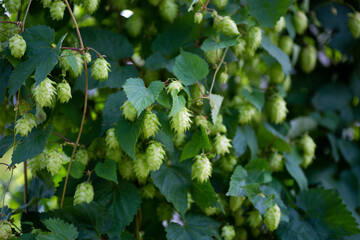 Fresh hops growing on a vine