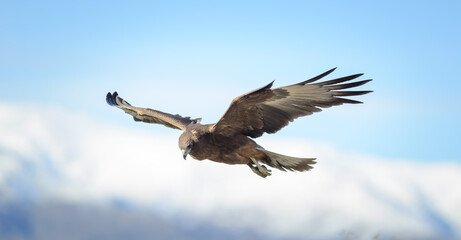 Wild hawk flying closeup New Zealand Kahu